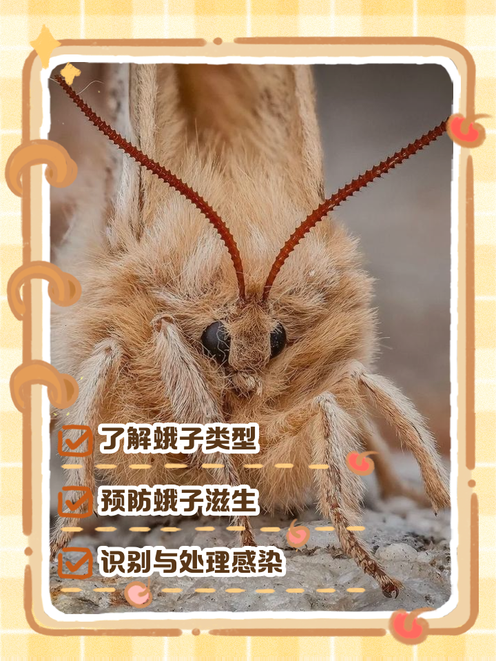 家里生飞蛾怎么彻底清除