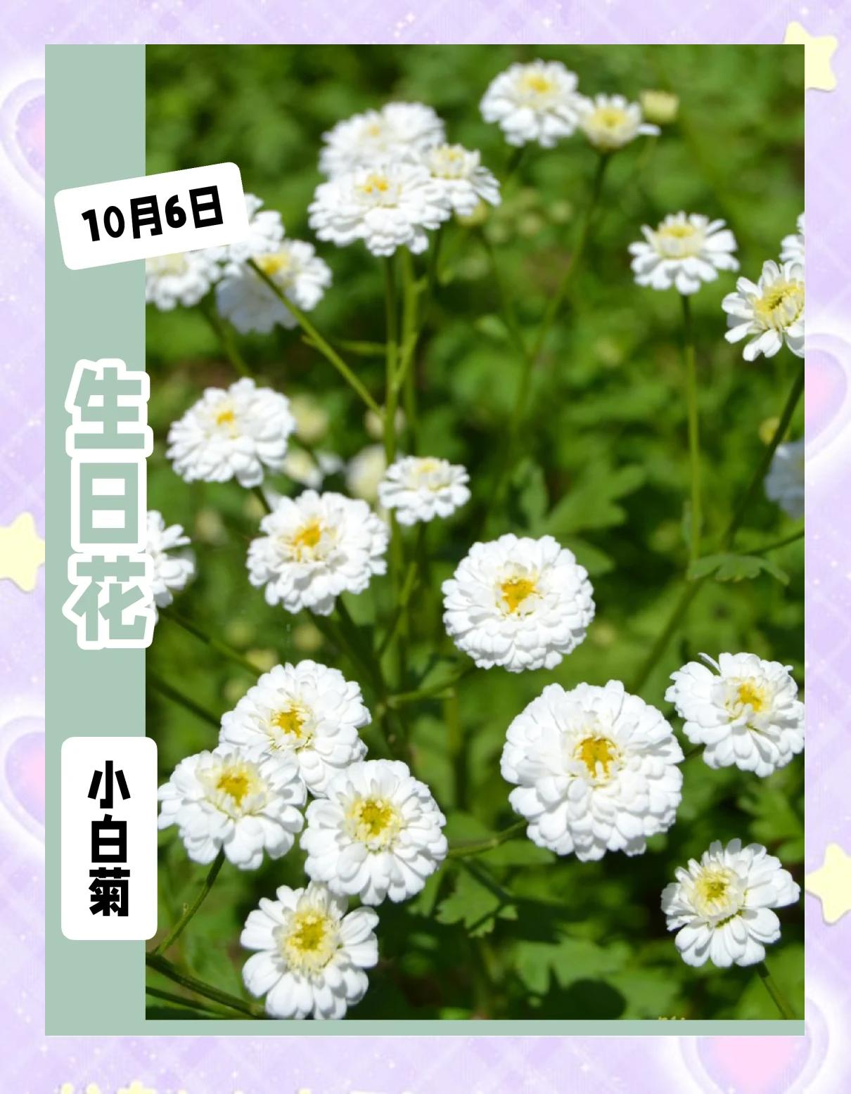 白色菊花的花语是什么