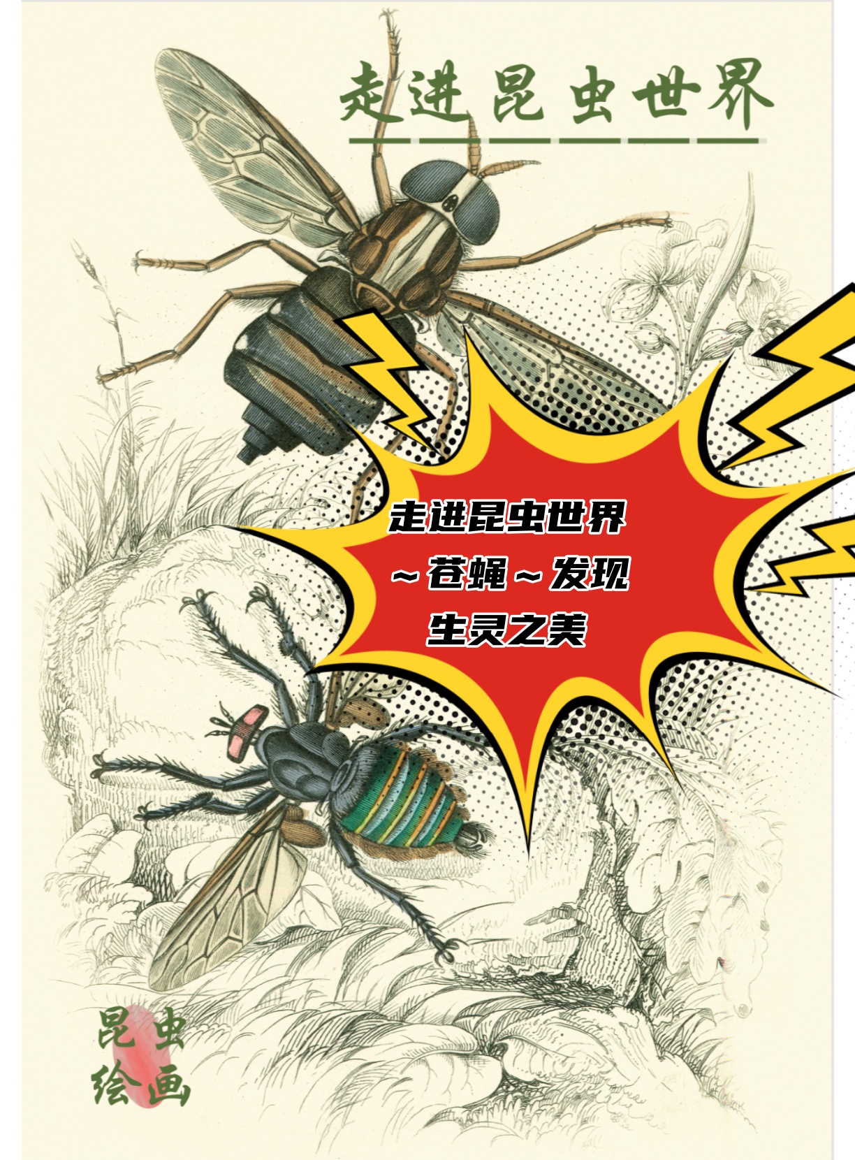 苍蝇是怎么来的呢