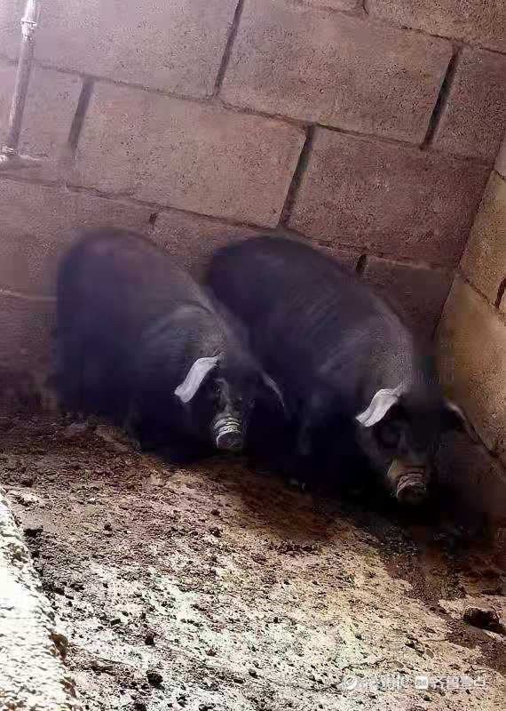 查花猪是什么意思