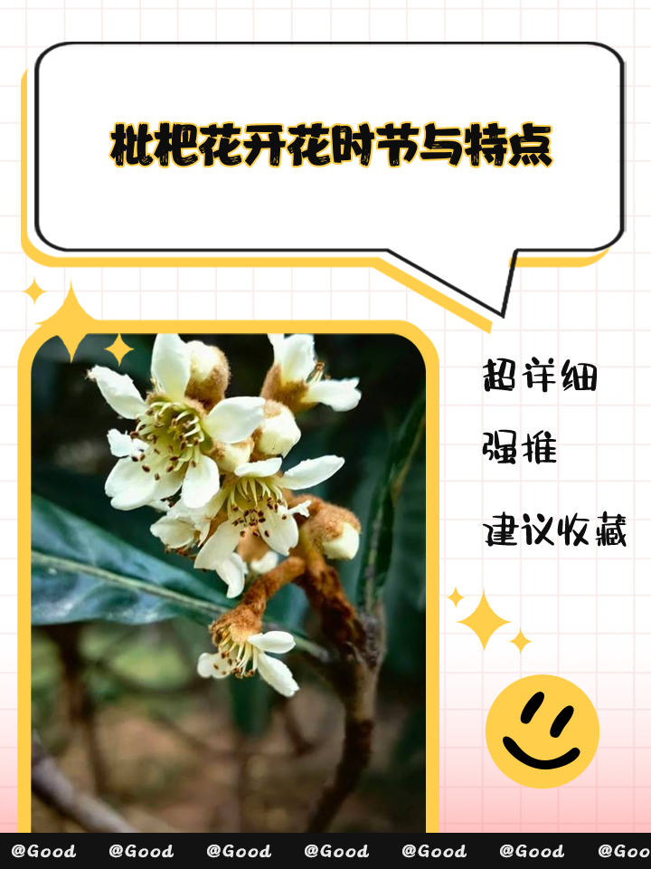 枇杷花的功效与作用及食用方法分别是什么