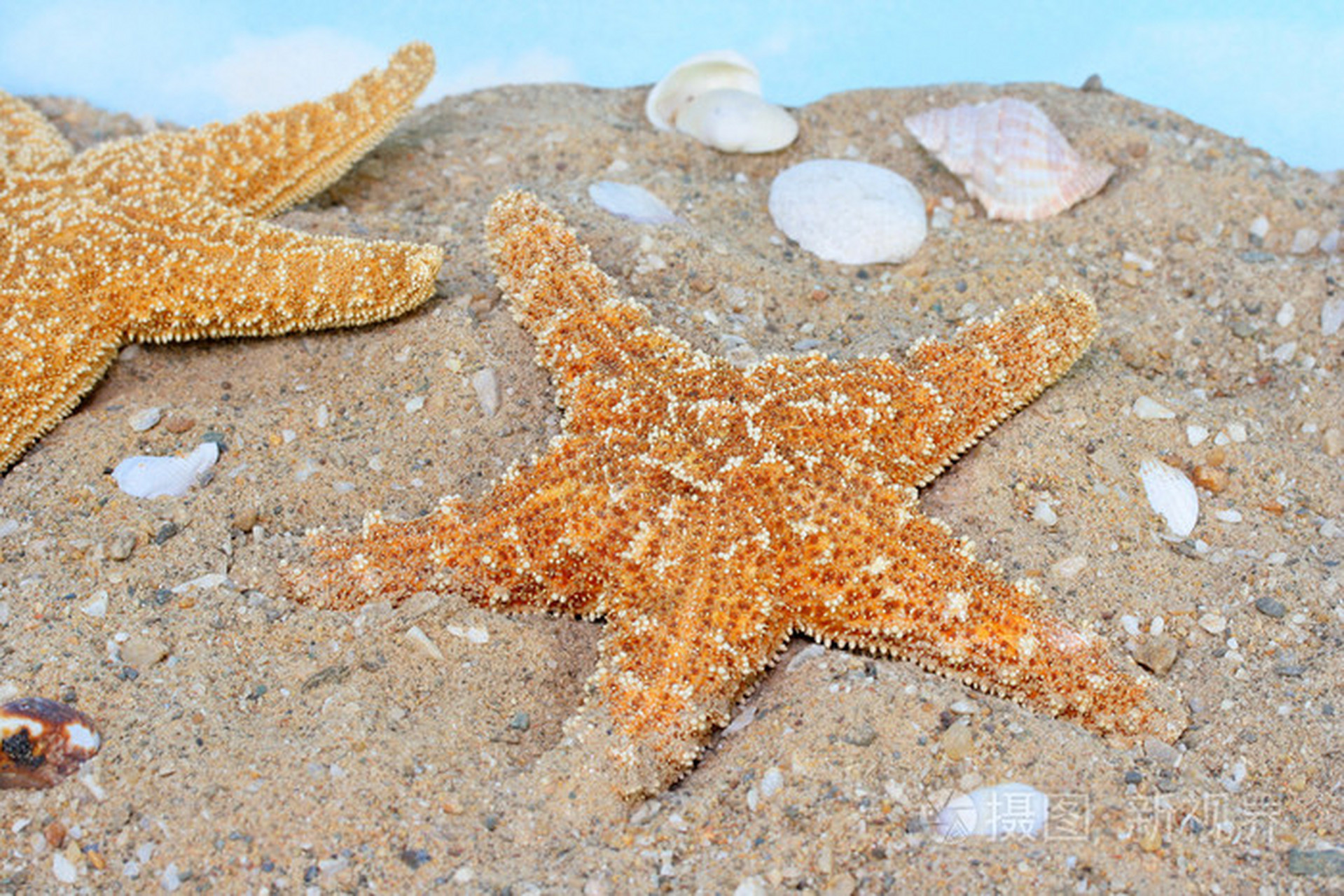 海星的寓意是什么