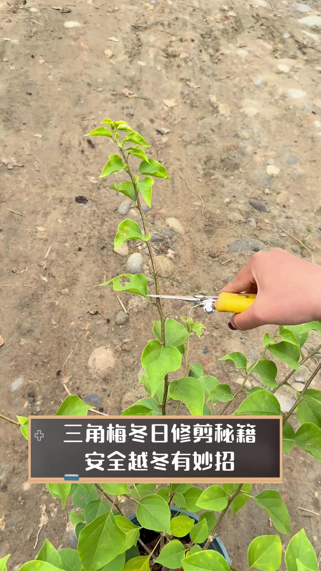 三角梅怎样过冬