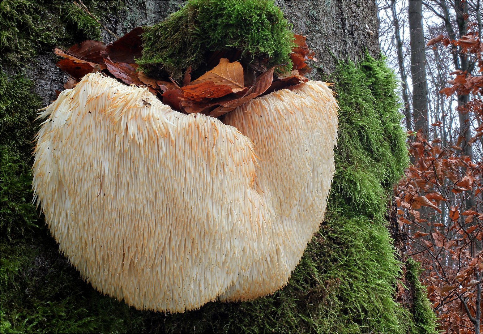 猴头菇长什么样