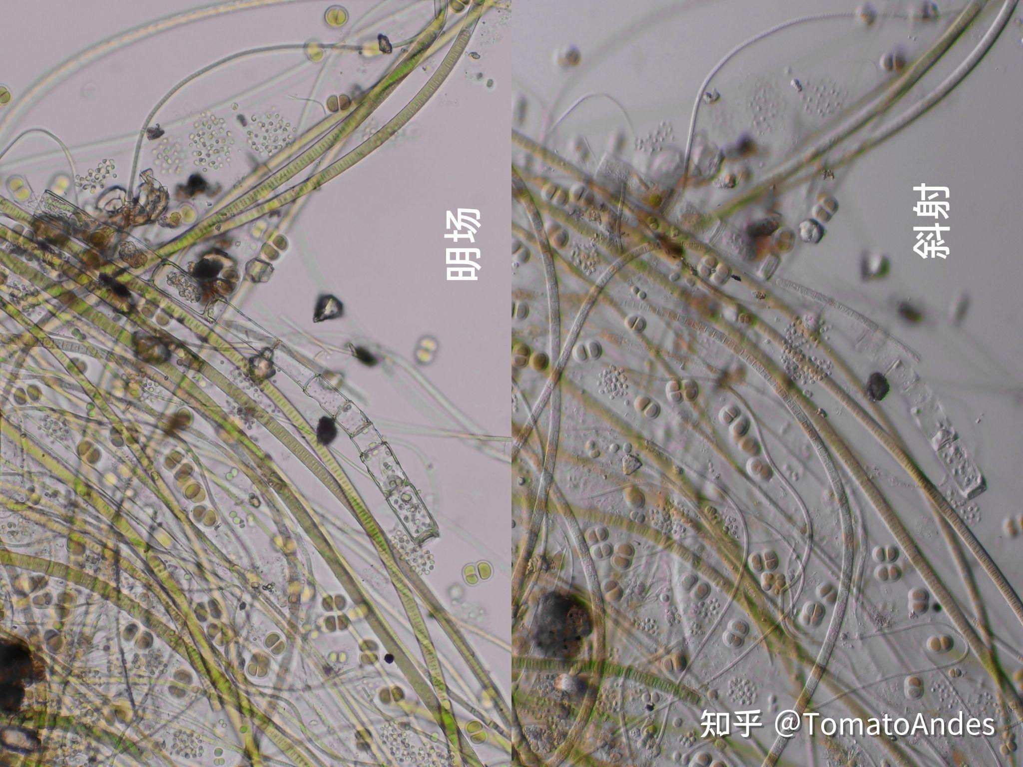 观察的六种方法有哪些