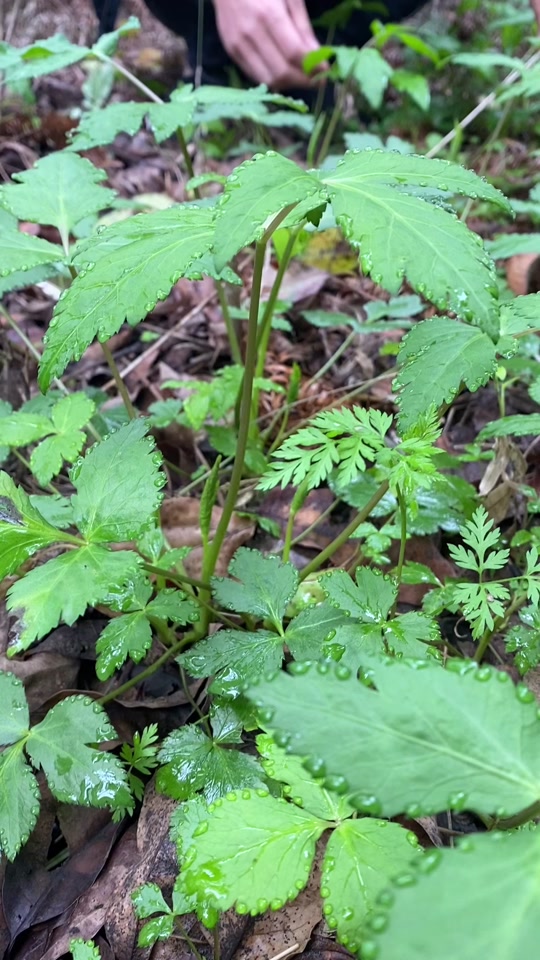 鸭脚板野菜的功效