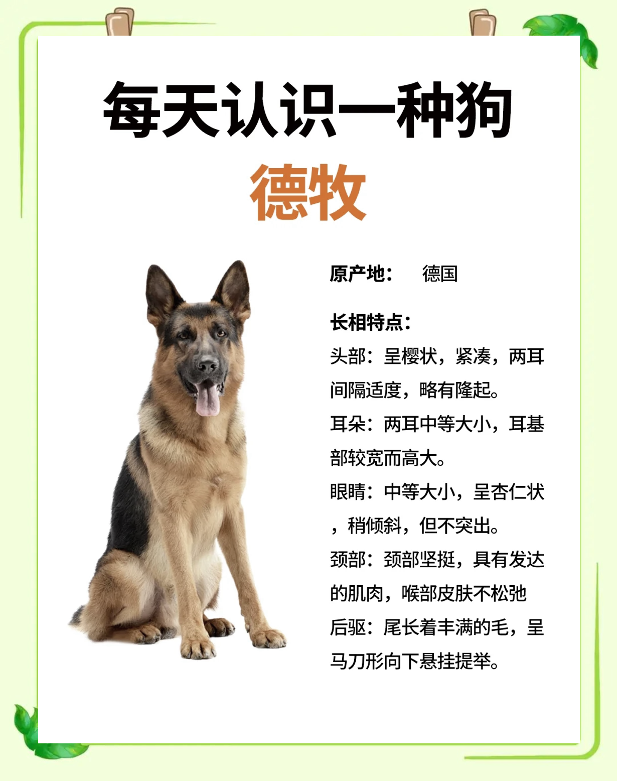 东德犬和西德犬的区别