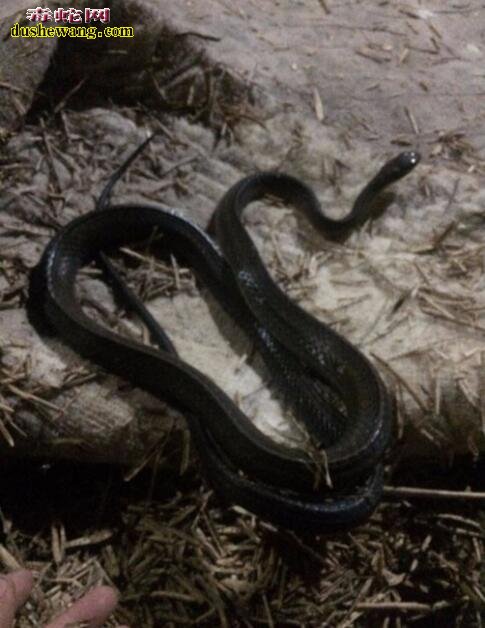 梦到黑色的蛇是什么意思