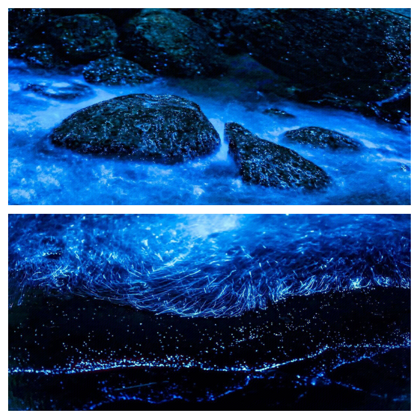 平潭蓝眼泪出现的月份