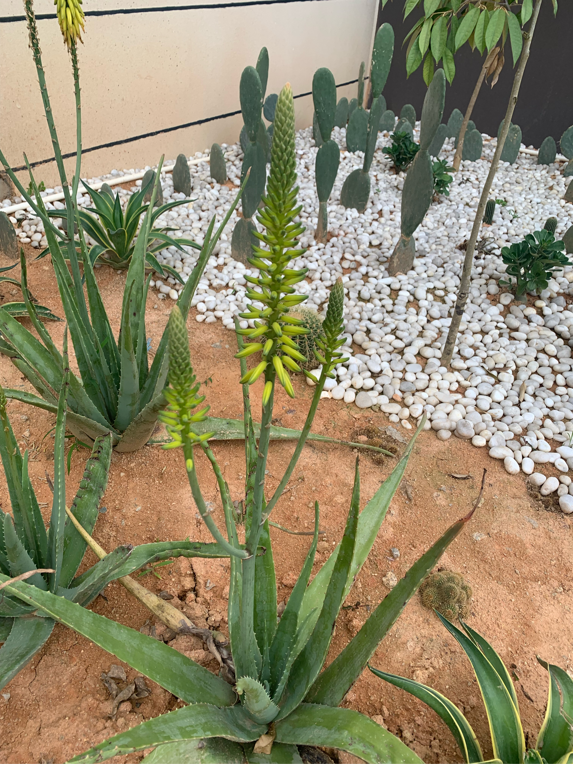 芦荟花开花有什么好兆头