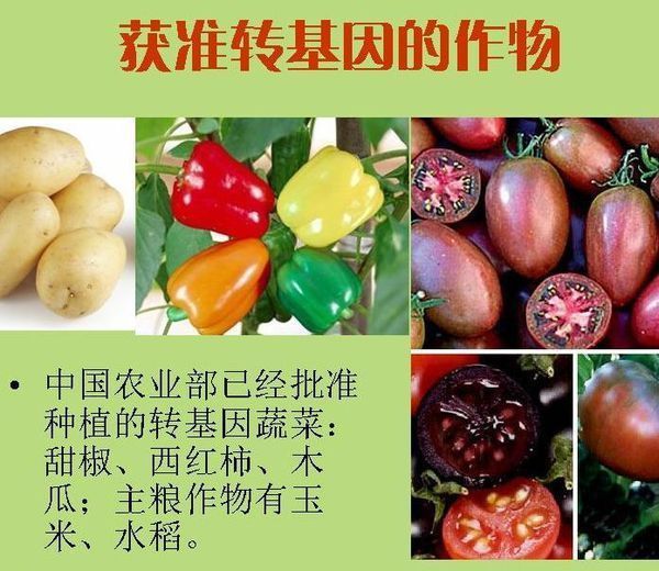 无处不在的转基因食物有哪些