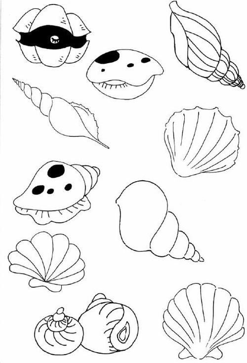 贝壳怎么画简笔画图片