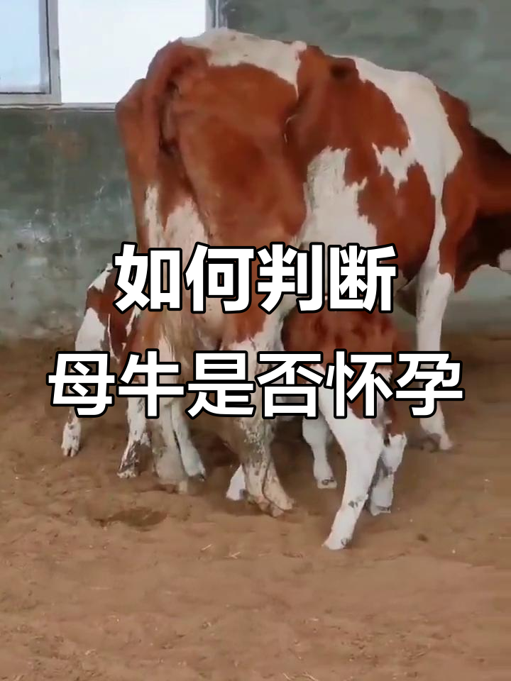3种方法来人工受精乳牛和小母牛