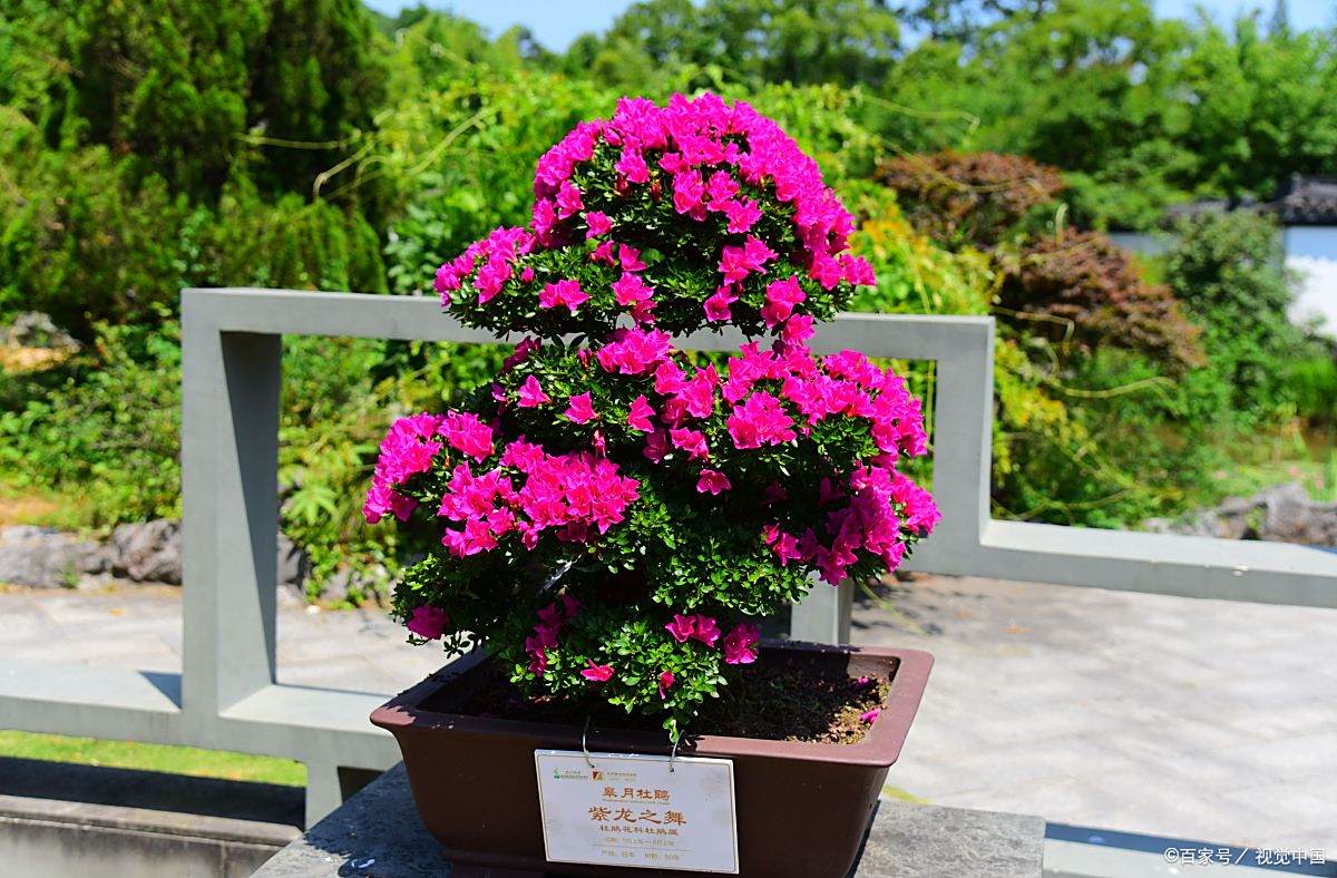 杜鹃花能不能养殖在室内