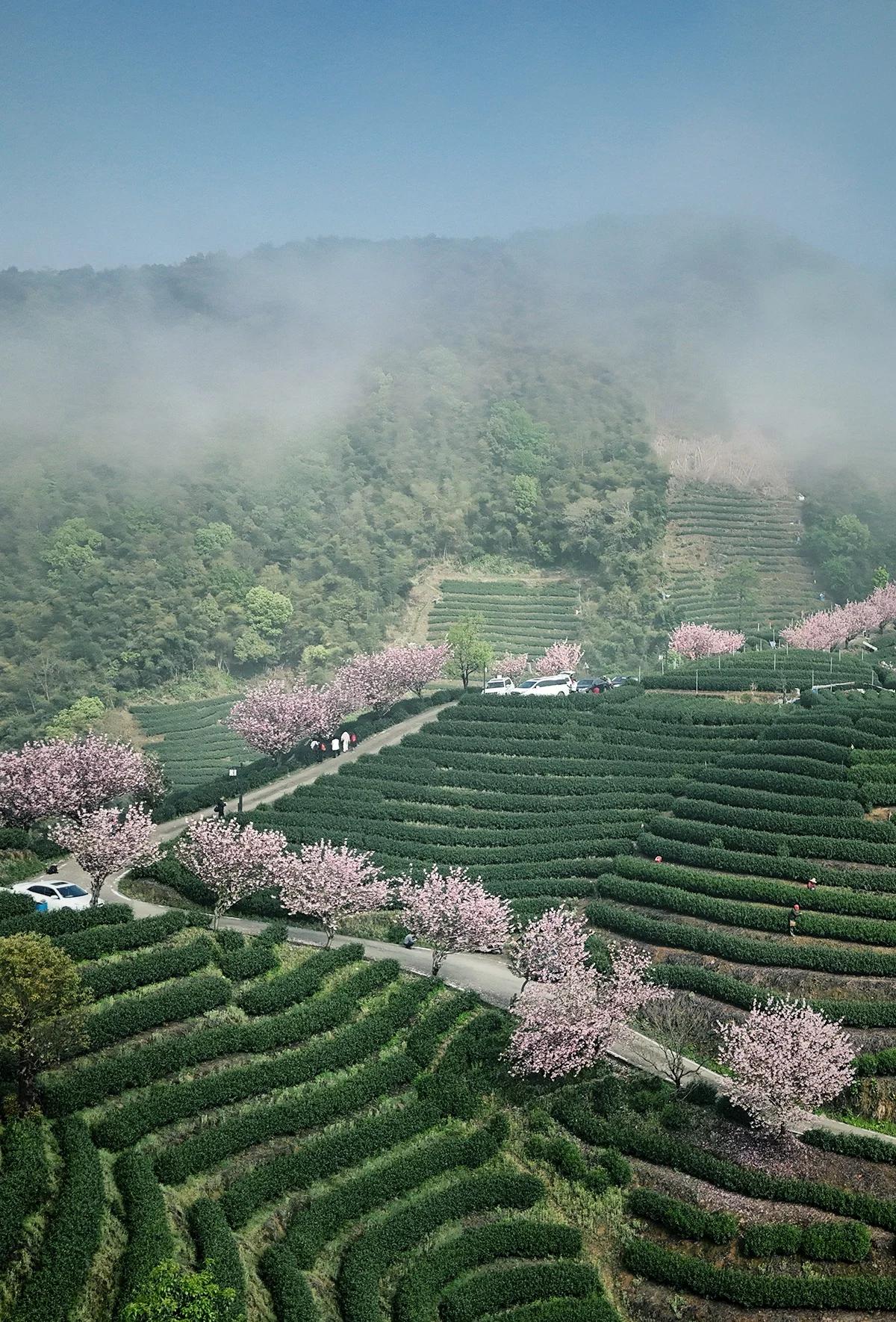 西湖白鹤峰与龙井村的关系