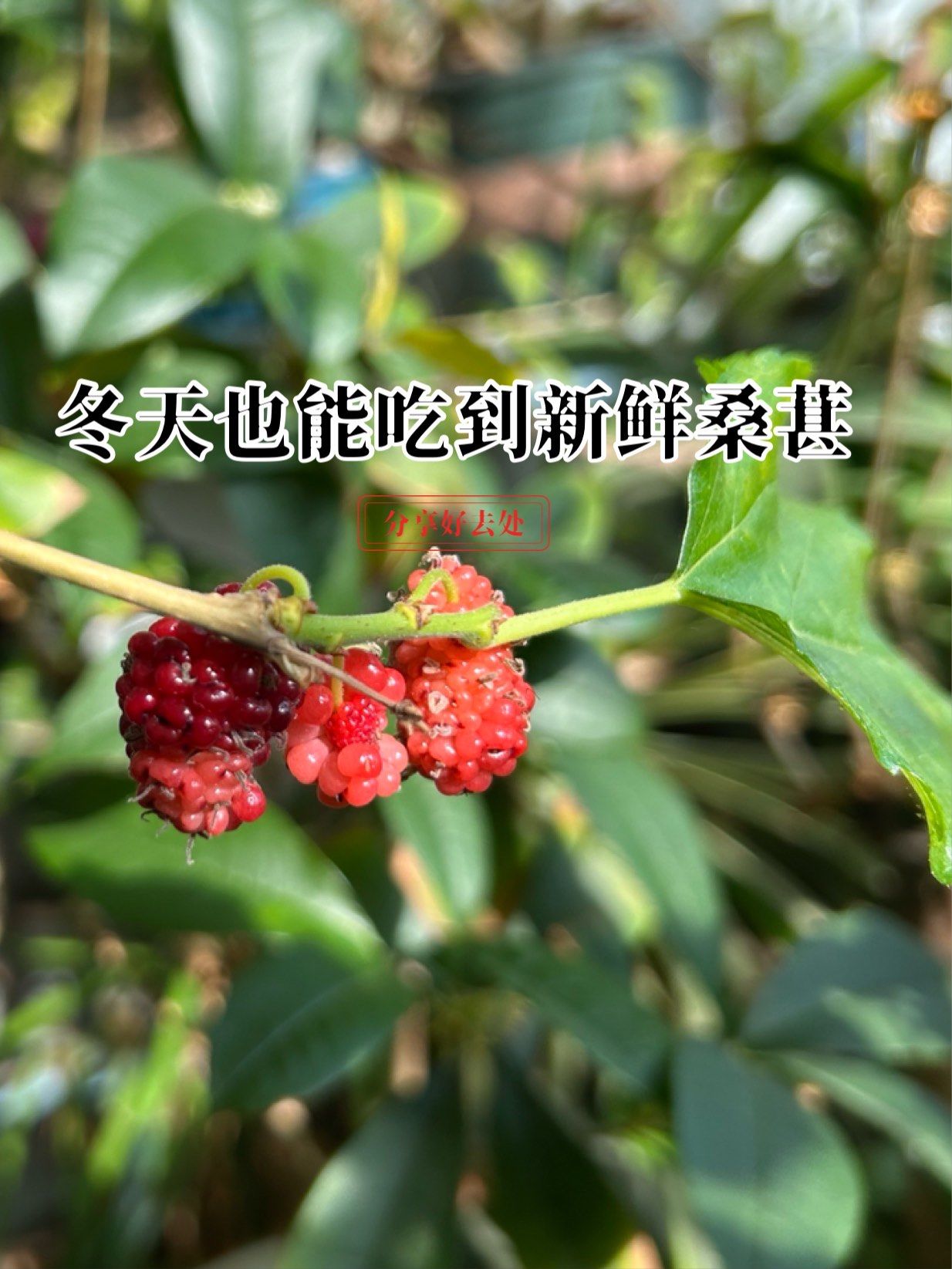 桑树的种植方法及禁忌是什么