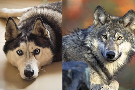 哈士奇和狼的区别是什么