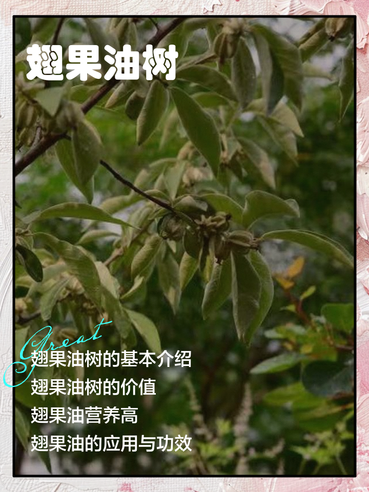 翅果油多少钱一斤翅果油的营养价值