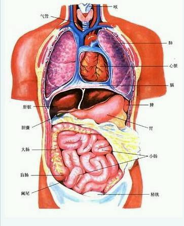 肝脏在人体的左边还是右边