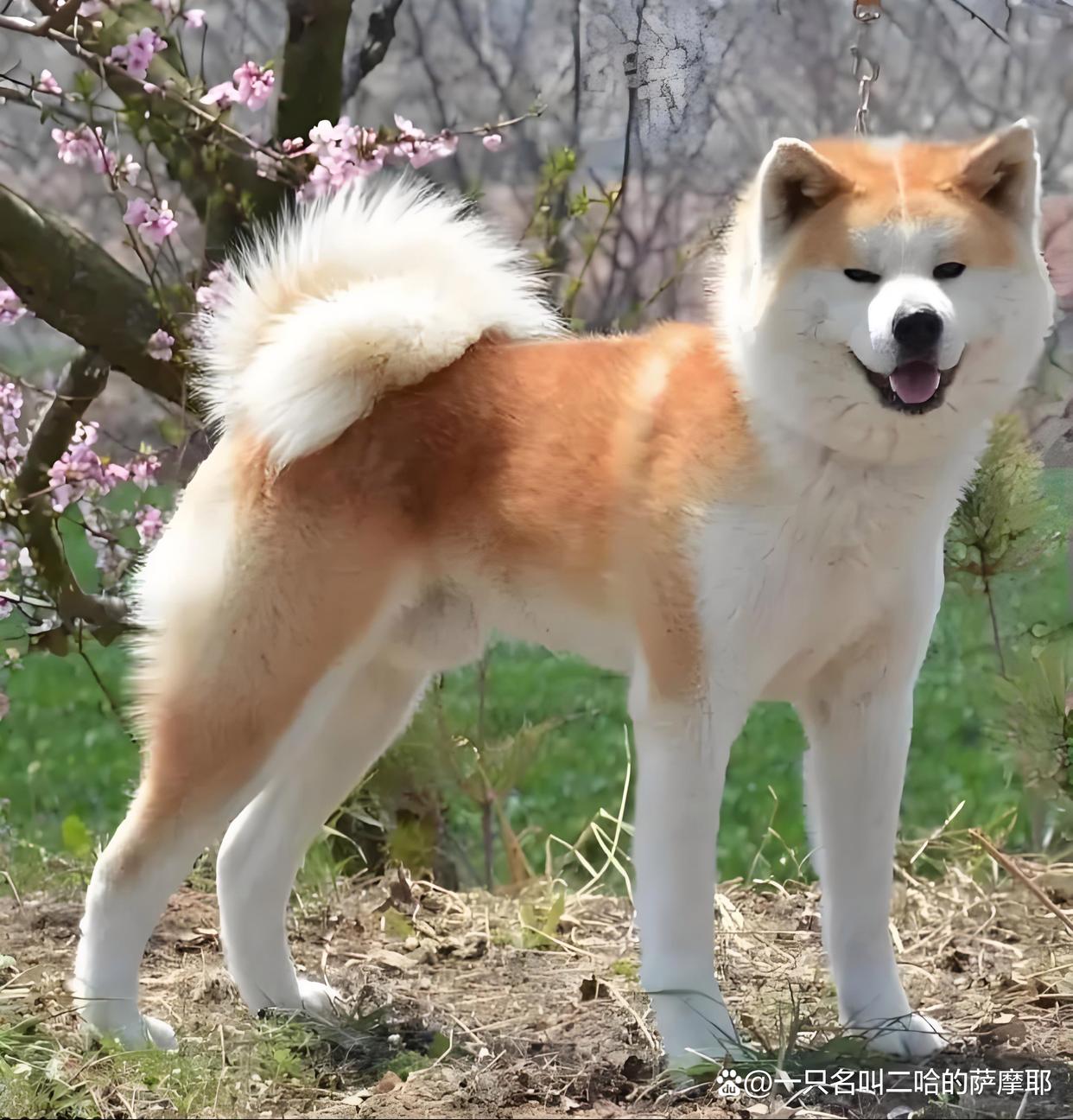 秋田犬价格大概多少钱一只