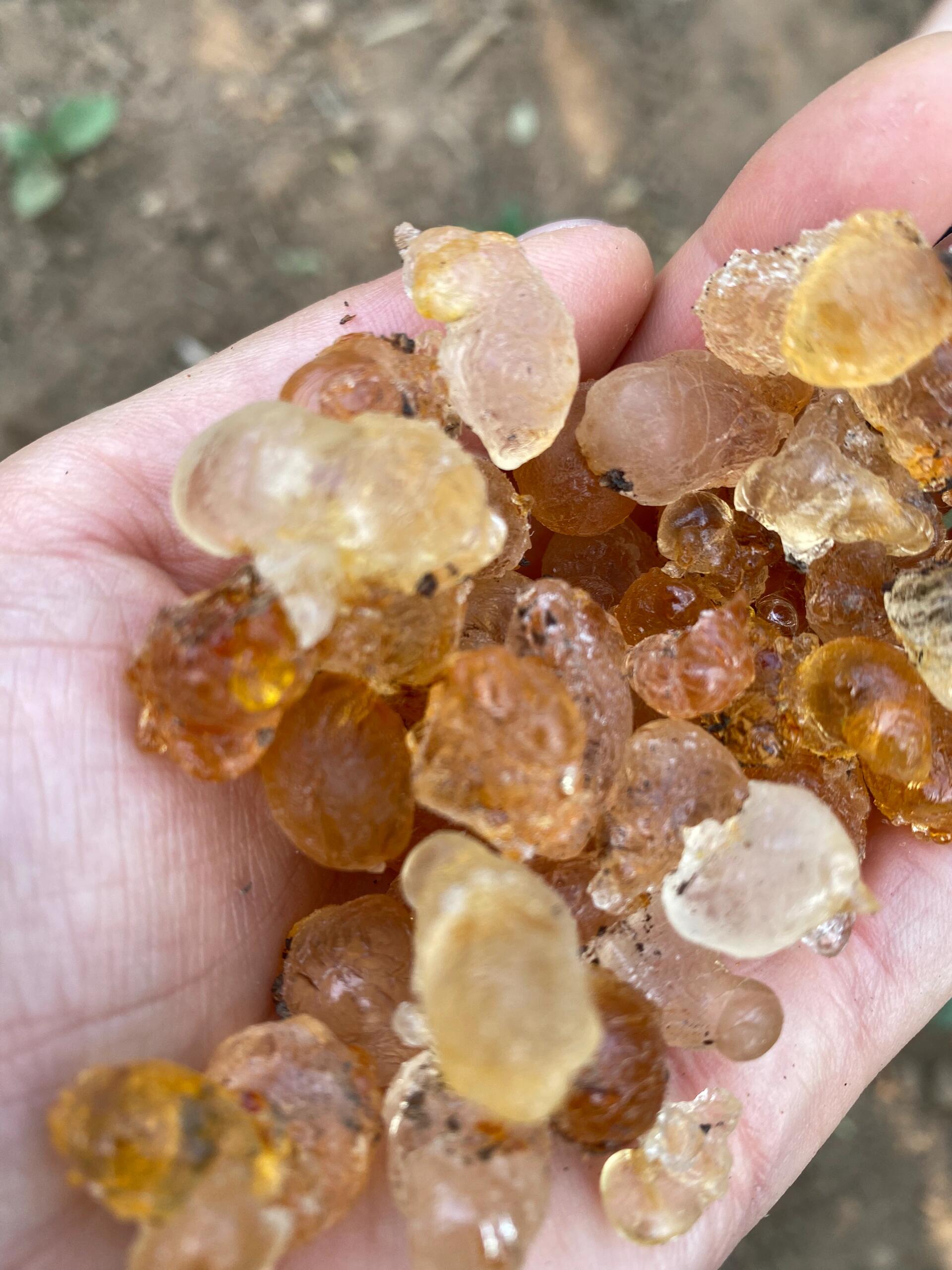 直接从桃树上摘的桃胶能吃吗