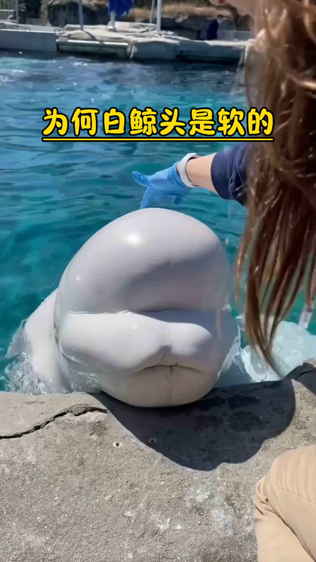 关于白鲸的资料大全简介