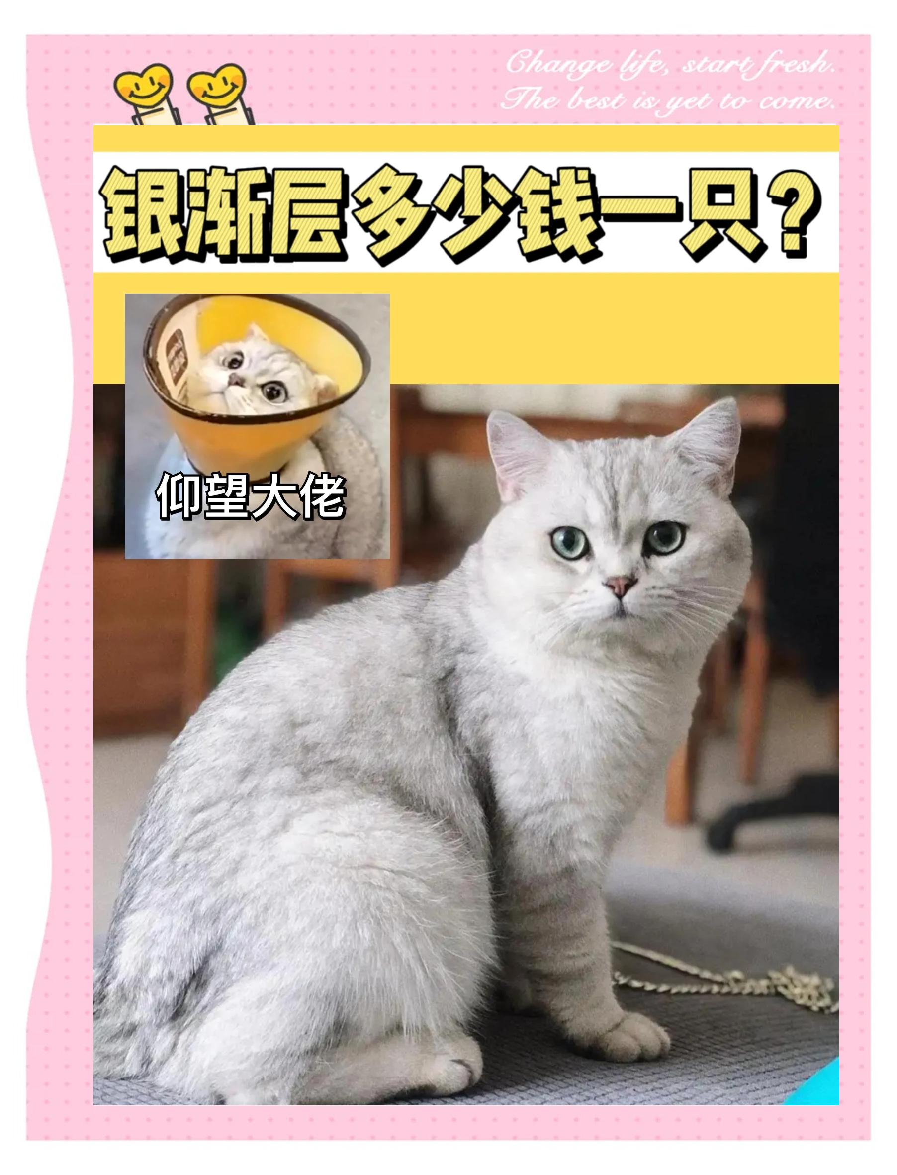 英短银渐层市场价格多少钱一只