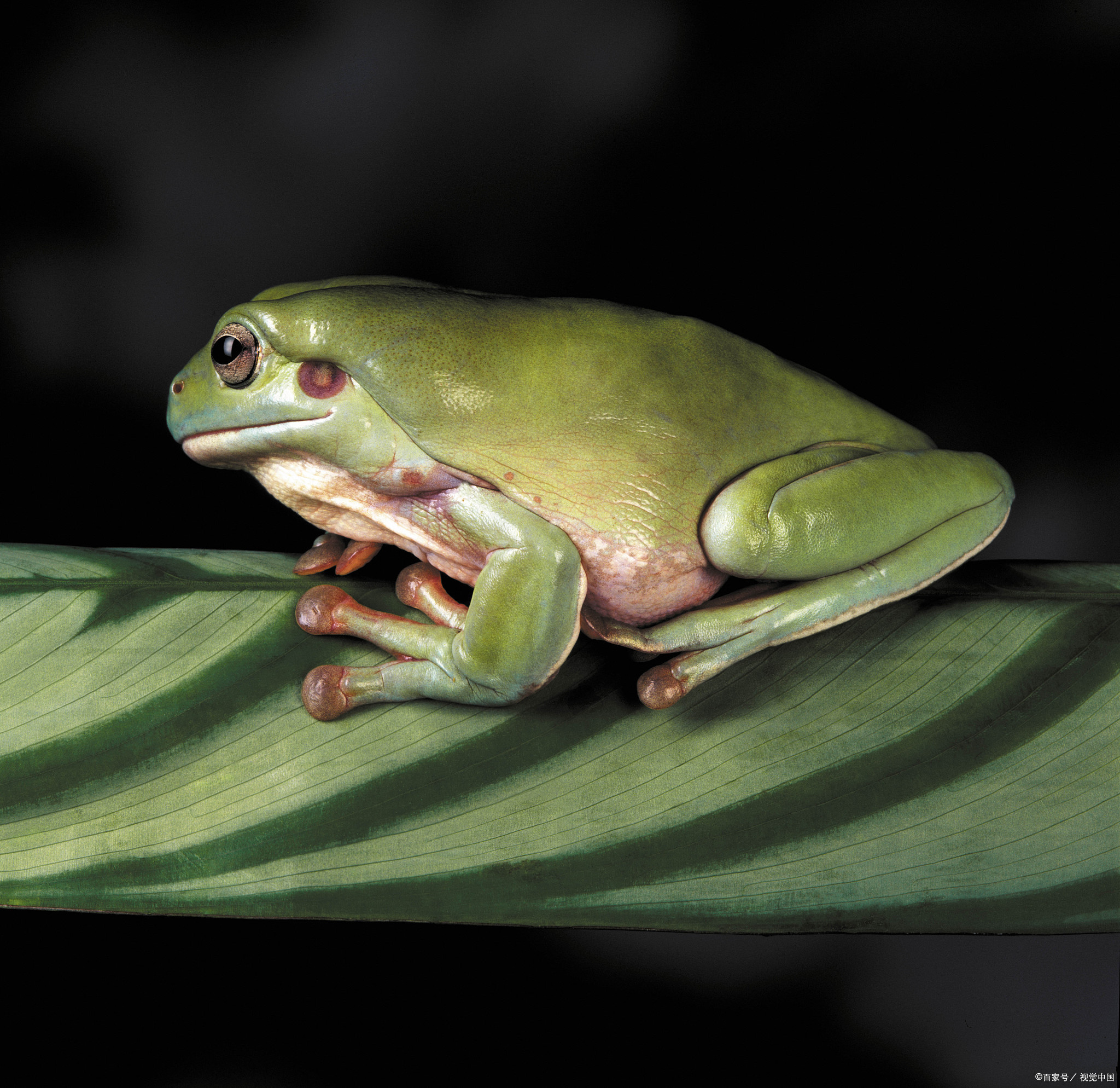 是什么原因青蛙只吃活的昆虫