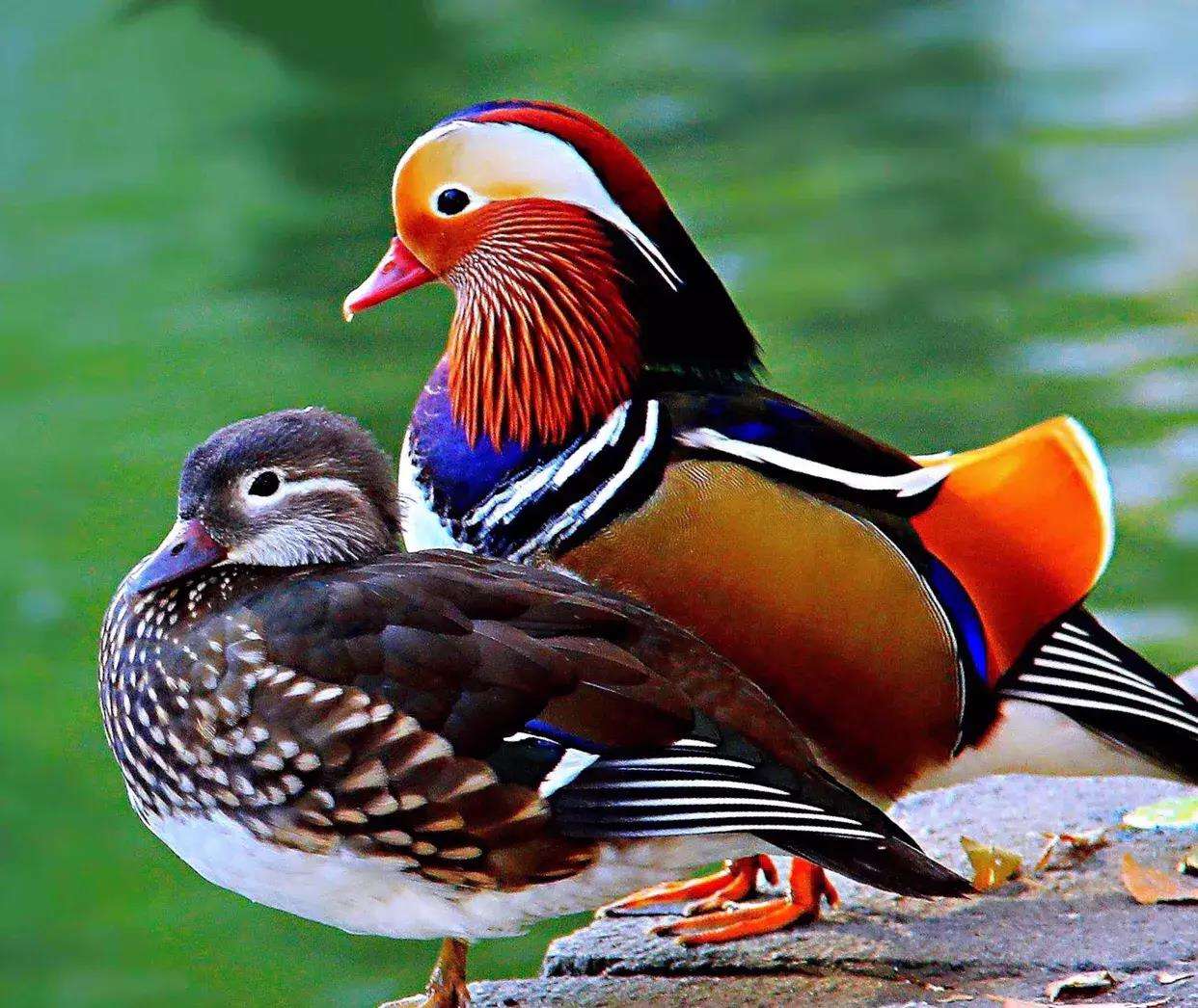 鸳鸯的鸯的组词有哪些