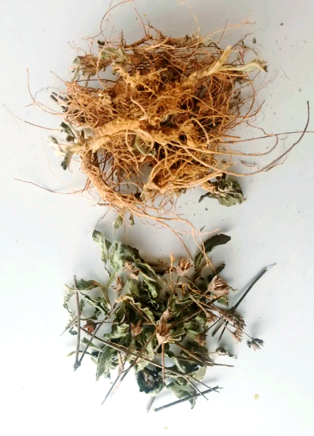 地胆头的功效与作用有哪些