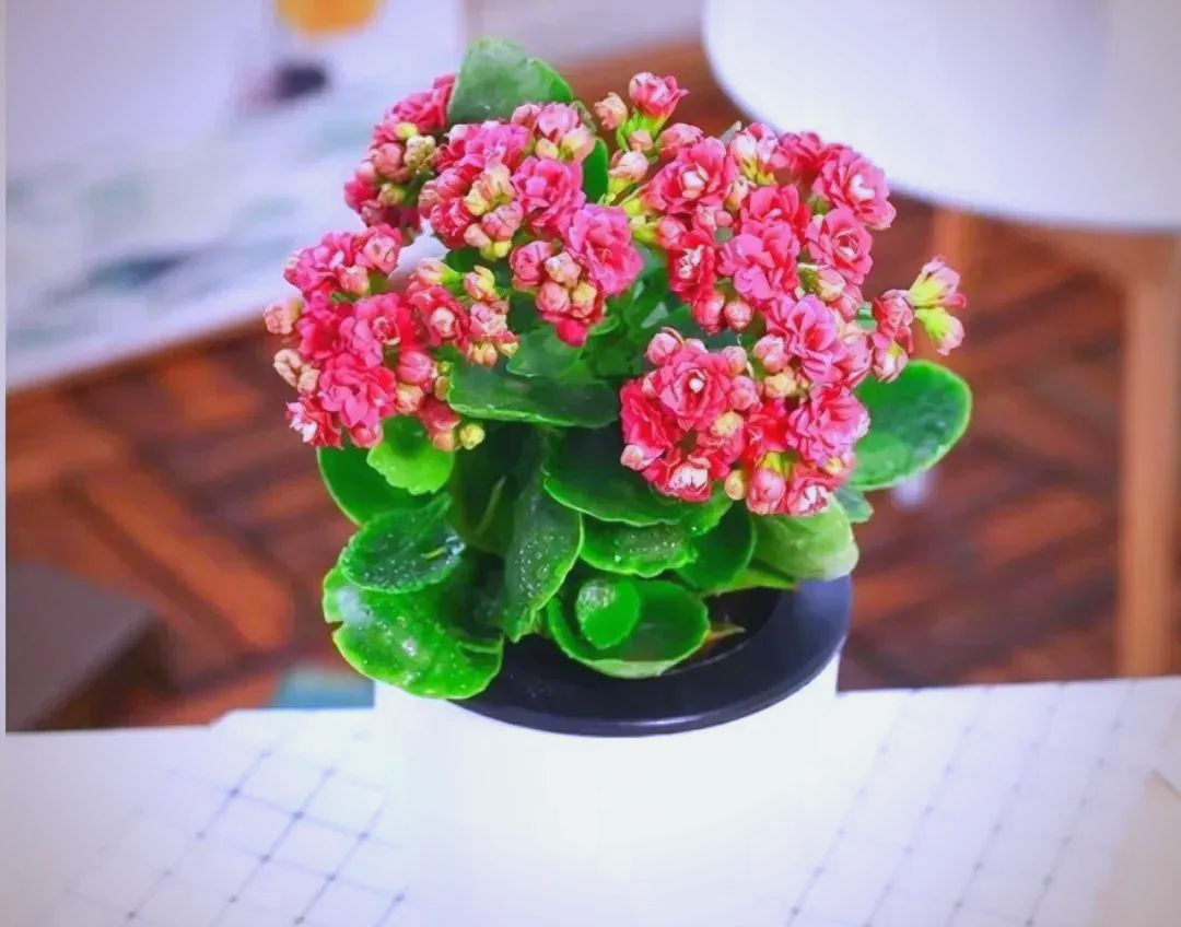 卧室放什么植物对身体健康好