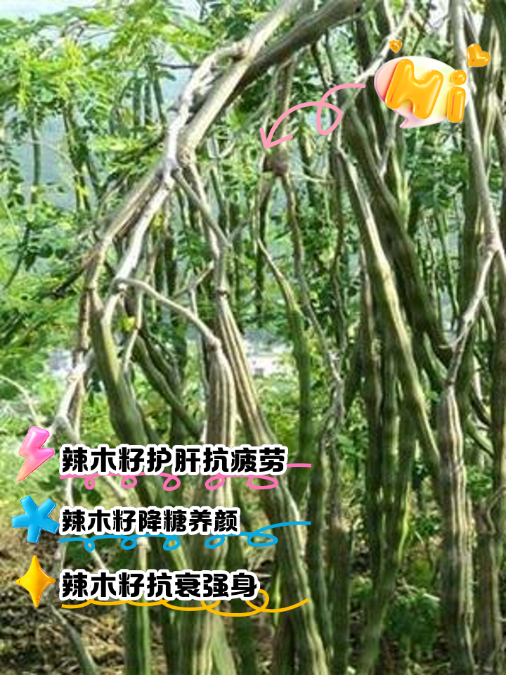 辣木籽禁忌和相克食物是什么