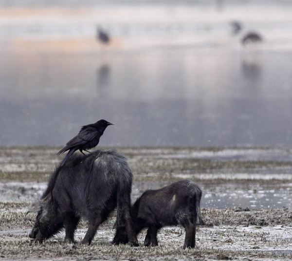 乌鸦站在猪身上是什么意思