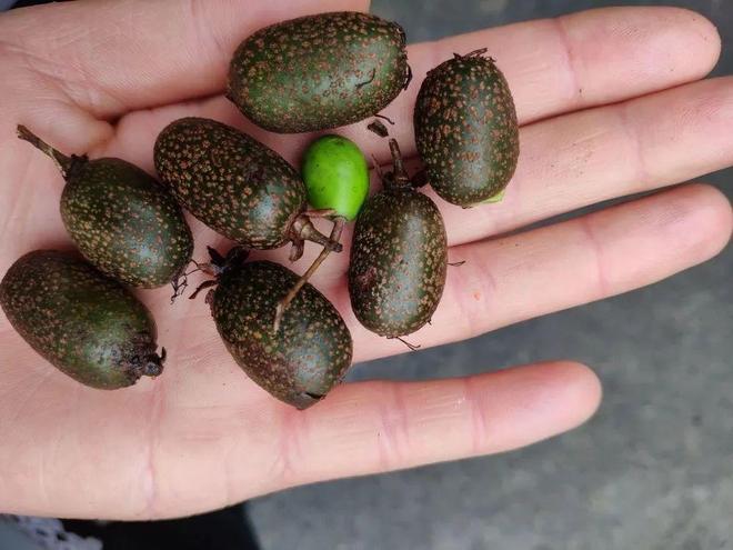 猕猴桃中间的白心可以吃吗